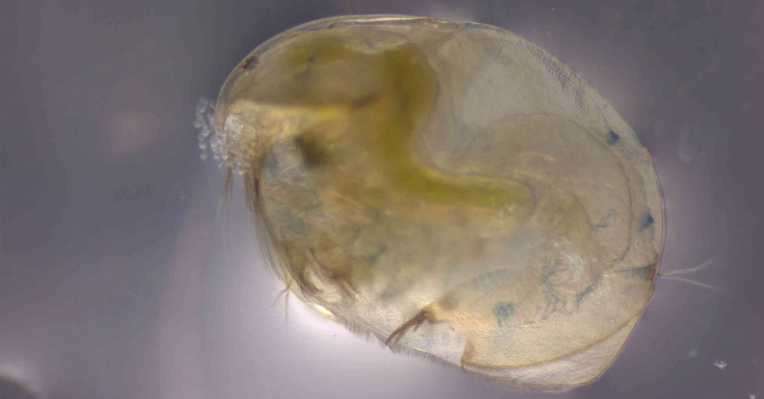 Parasites&hellip;